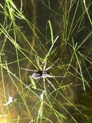 Diapontia uruguayensis