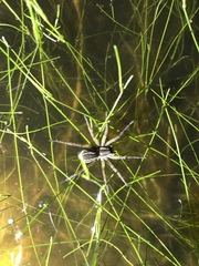 Diapontia uruguayensis