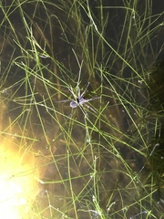Diapontia uruguayensis