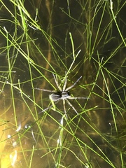 Diapontia uruguayensis