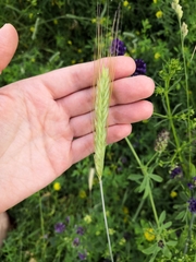 Triticum aestivum