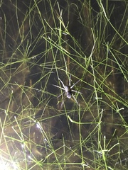 Diapontia uruguayensis
