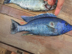 Dimidiochromis kiwinge