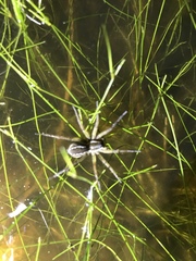 Diapontia uruguayensis