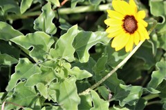 Helianthus debilis cucumerifolius
