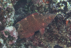 Cheilinus oxycephalus