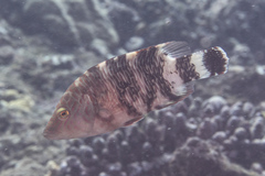 Cheilinus trilobatus