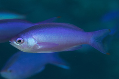 Mirolabrichthys pascalus