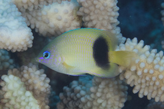 Plectroglyphidodon johnstonianus