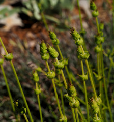 Sideritis libanotica