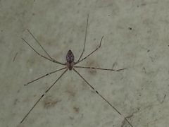 Pholcidae