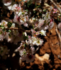 Atraphaxis billardierei