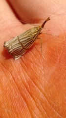 Chrysocramboides craterella