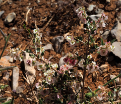 Atraphaxis billardierei