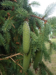 Picea