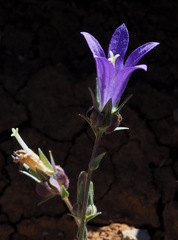 Campanula stricta