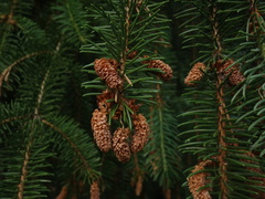 Picea