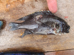 Petrotilapia