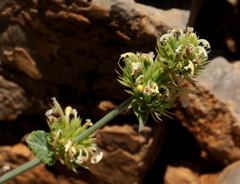 Nepeta italica