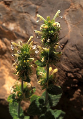 Nepeta italica
