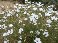 Linum suffruticosum