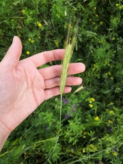 Triticum aestivum