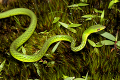 Indian Bronzeback photo 3