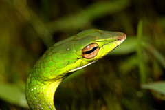 Indian Bronzeback photo 4