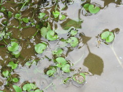 Heteranthera pauciflora