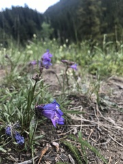 Penstemon gormanii