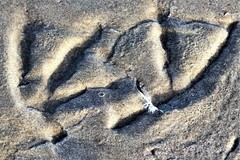 Pelecanus occidentalis