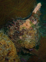 Pteria sterna