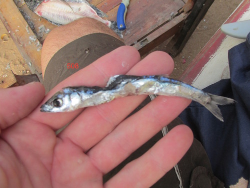 Lake Malawi sardine (Engraulicypris sardella) — Cyprinidae — 4