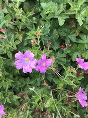 Geranium × oxonianum
