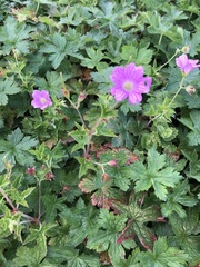Geranium × oxonianum
