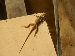 Agama picticauda