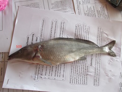 Mormyrus longirostris