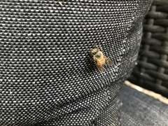 Apis mellifera