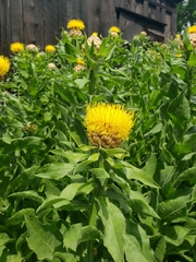 Centaurea macrocephala