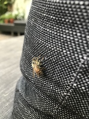 Apis mellifera