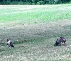 Buteo jamaicensis