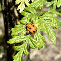 Harmonia axyridis
