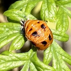 Harmonia axyridis