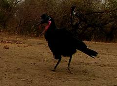 Bucorvus abyssinicus