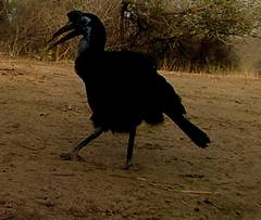 Bucorvus abyssinicus