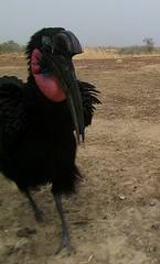 Bucorvus abyssinicus