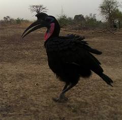 Bucorvus abyssinicus