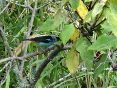 Tangara labradorides