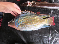 Oreochromis tanganicae