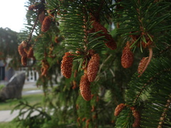 Picea